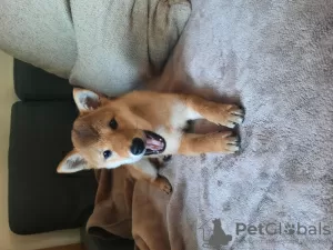 Photos supplémentaires: Femelle Shiba à vendre