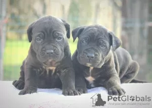 Photos supplémentaires: Chiots Cane Corso