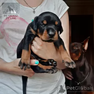 Photo №1. dobermann - à vendre en ville de Tchernigov | négocié | Annonce №62328