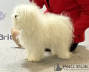 Photo №4. Je vais vendre bichon bolonais en ville de Bogumin. éleveur - prix - négocié