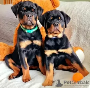 Photo №1. rottweiler - à vendre en ville de Varsovie | 1200€ | Annonce №63285