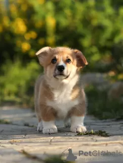 Photos supplémentaires: Chiots Welsh Corgi Pembroke