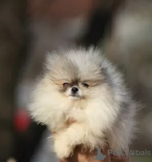 Photos supplémentaires: Beaux chiots de Poméranie Boo