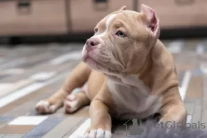 Photo №4. Je vais vendre american bully en ville de Dolgoprudny. annonce privée, de la fourrière, éleveur - prix - 1400€