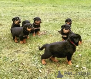 Photo №1. rottweiler - à vendre en ville de Włocławek | 350€ | Annonce №105506