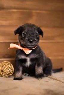 Photos supplémentaires: Des chiots Mittelschnauzer sont proposés, très beaux, mignons et ludiques)