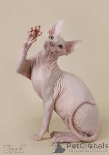 Photos supplémentaires: sphynx canadien