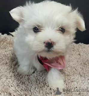 Photo №1. bichon maltais - à vendre en ville de Lille | 351€ | Annonce №107575