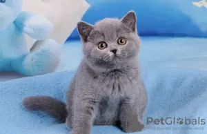 Photo №1. british shorthair - à vendre en ville de Пршибрам | 7098€ | Annonce № 72159