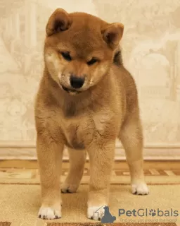 Photo №4. Je vais vendre shiba en ville de Astrakhan. éleveur - prix - 903€