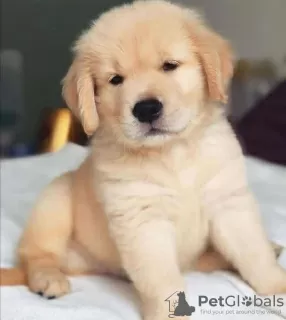 Photo №1. golden retriever - à vendre en ville de Афины | négocié | Annonce №94550