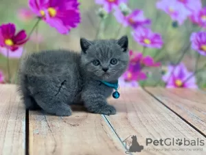 Photo №1. british shorthair - à vendre en ville de Miami | 379€ | Annonce № 93380