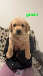 Photos supplémentaires: Belle portée de chiots Labrador enregistrés KC.