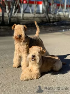 Photo №1. lakeland terrier - à vendre en ville de Neftekamsk | négocié | Annonce №42301