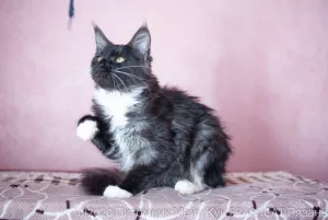 Photo №2 de l'annonce № 7066 de la vente maine coon - acheter à Fédération de Russie de la fourrière, éleveur