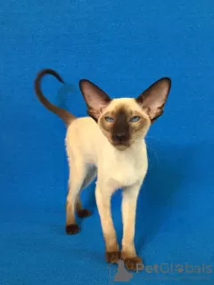 Photo №2 de l'annonce № 11087 de la vente oriental shorthair - acheter à Fédération de Russie de la fourrière