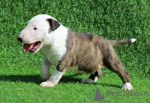 Photo №1. bull terrier - à vendre en ville de Berlin | Gratuit | Annonce №95058