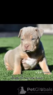 Photo №1. american bully - à vendre en ville de Ohiopyle | 946€ | Annonce №92655