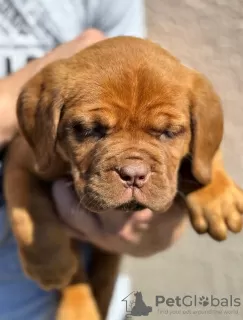 Photos supplémentaires: Chiots Chien de Bordeaux