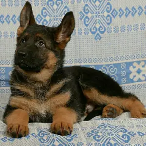 Photo №3. Le chenil de berger allemand offre aux chiots âgés de 3 à 6 mois. Plusieurs. Fédération de Russie