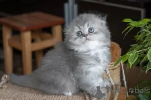 Photo №4. Je vais vendre scottish fold en ville de Kiev. annonce privée - prix - 105€