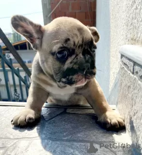 Photos supplémentaires: Chiot bouledogue français