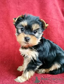 Photo №1. yorkshire terrier - à vendre en ville de Linz | Gratuit | Annonce №98107