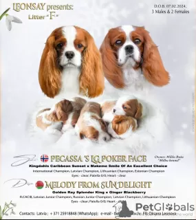 Photo №1. cavalier king charles spaniel - à vendre en ville de Daugavpils | négocié | Annonce №94544