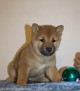 Photo №3. Chiots Shiba Inu. Fédération de Russie