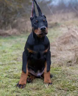 Photo №3. Chiots Doberman. Biélorussie