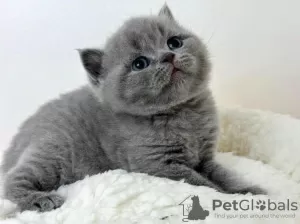 Photo №2 de l'annonce № 88665 de la vente british shorthair - acheter à USA annonce privée