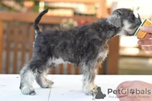 Photos supplémentaires: Poivre et sel de Schnauzer nain