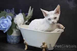 Photo №4. Je vais vendre devon rex en ville de Буффало Гров. éleveur - prix - négocié