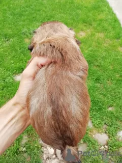 Photos supplémentaires: Chiots Shork de race de créateur à la recherche d'un nouveau foyer