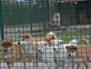 Photos supplémentaires: Chiots Shiba Inu