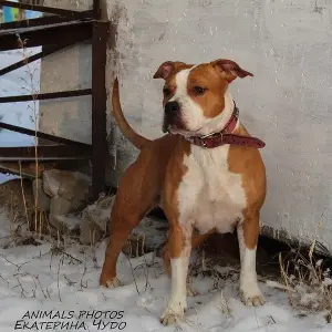 Photo №1. american staffordshire terrier - à vendre en ville de Magnitogorsk | Gratuit | Annonce №4446