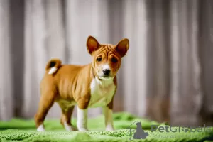 Photo №3. Chiots Basenji FCI disponibles. Pologne