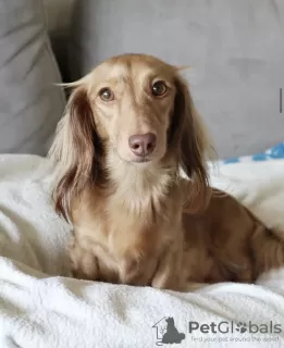 Photos supplémentaires: Chiots teckels à adopter et à accueillir