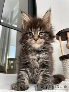 Photo №4. Je vais vendre maine coon en ville de Nauders. annonce privée - prix - 400€