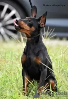 Photo №4. Je vais vendre pinscher miniature en ville de Kiev. annonce privée, de la fourrière, éleveur - prix - 775€