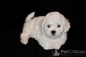 Photo №1. bichon à poil frisé - à vendre en ville de Minsk | 2000€ | Annonce №48014