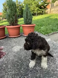 Photos supplémentaires: Chiots Lagotto Romagnolo