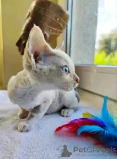 Photo №3. Chatons Devon Rex à vendre Business WhatsApp 37256348129. La finlande