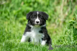 Photo №2 de l'annonce № 10708 de la vente border collie - acheter à Fédération de Russie de la fourrière