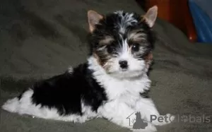 Photo №1. yorkshire terrier - à vendre en ville de Vrådal | négocié | Annonce №93378