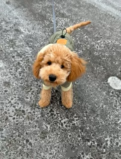 Photo №1. caniche (jouet) - à vendre en ville de Bichkek | 189€ | Annonce №126640