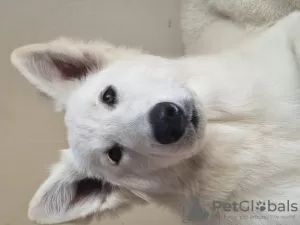 Photo №1. berger blanc suisse - à vendre en ville de New york | 2000€ | Annonce №10513