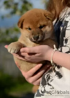 Photo №4. Je vais vendre shiba en ville de Minsk. de la fourrière - prix - négocié