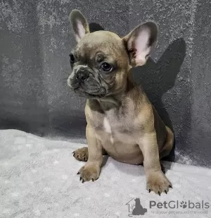 Photo №1. bouledogue - à vendre en ville de Shreveport | négocié | Annonce №98684