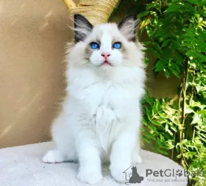 Photo №1. ragdoll - à vendre en ville de South Lake Tahoe | 208€ | Annonce № 76603